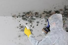 Best Water Damage & Mold Remediation  in Renville, MN